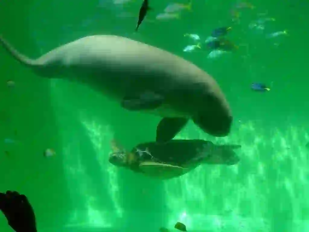 Dugong