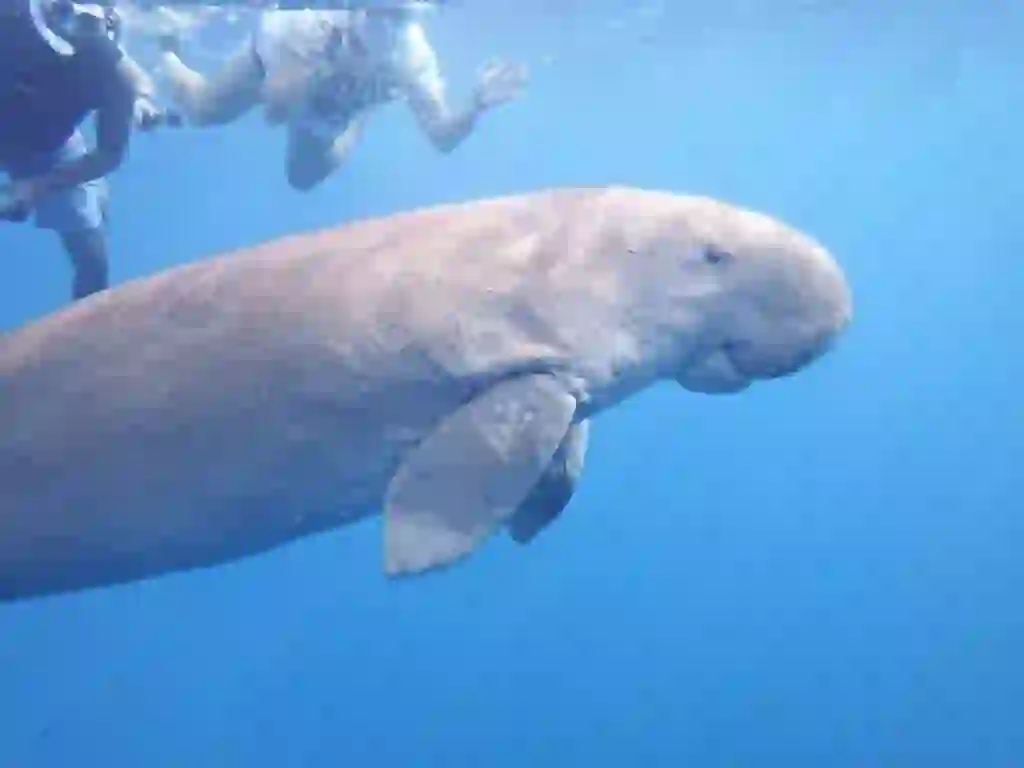 Dugong