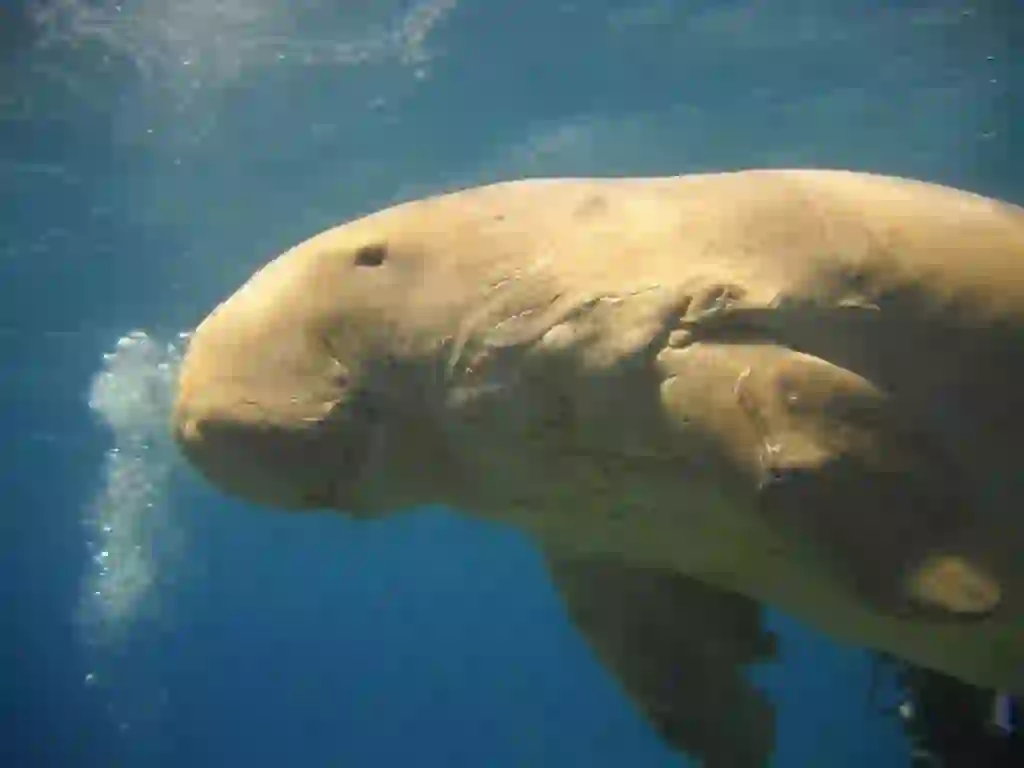 Dugong