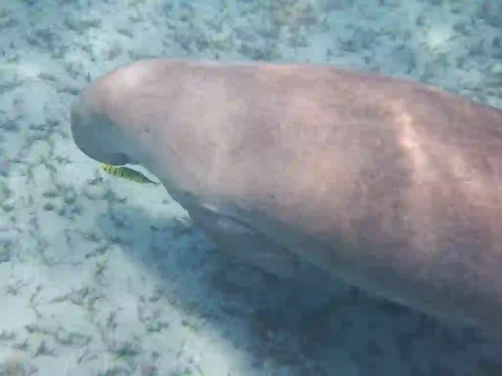 Dugong