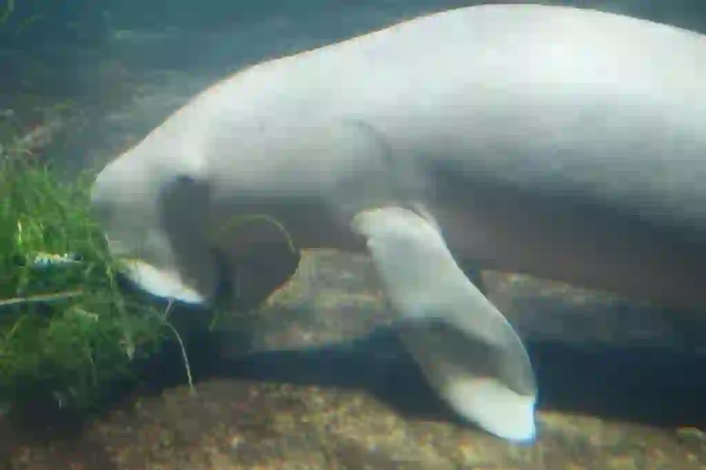 Dugong