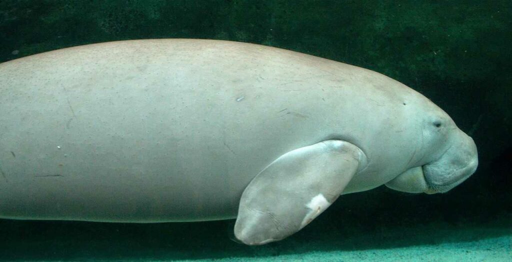 Dugong