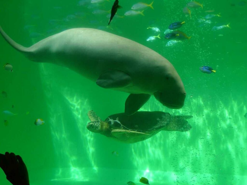 Dugong