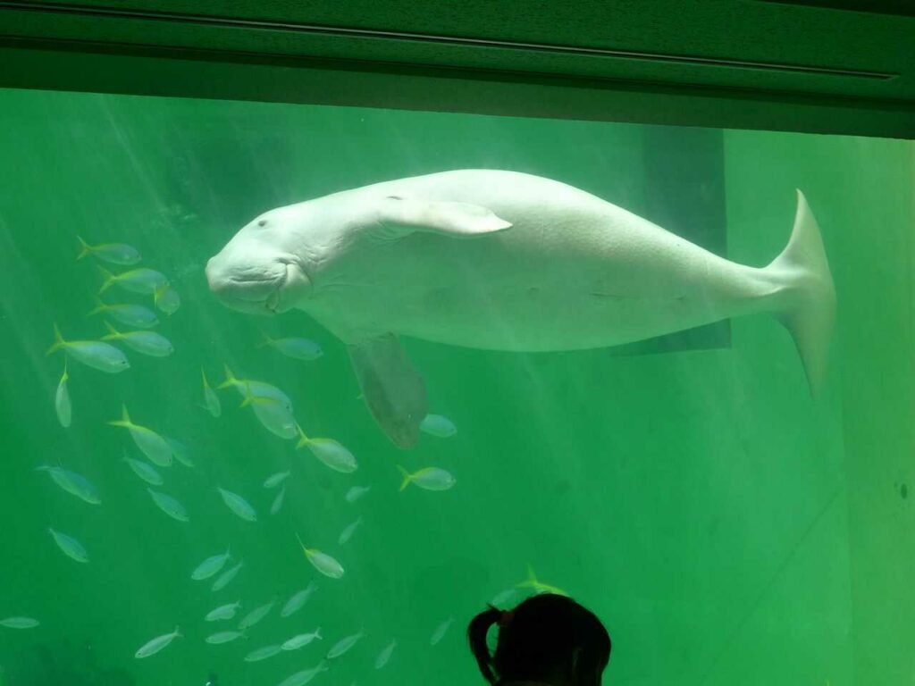 Dugong