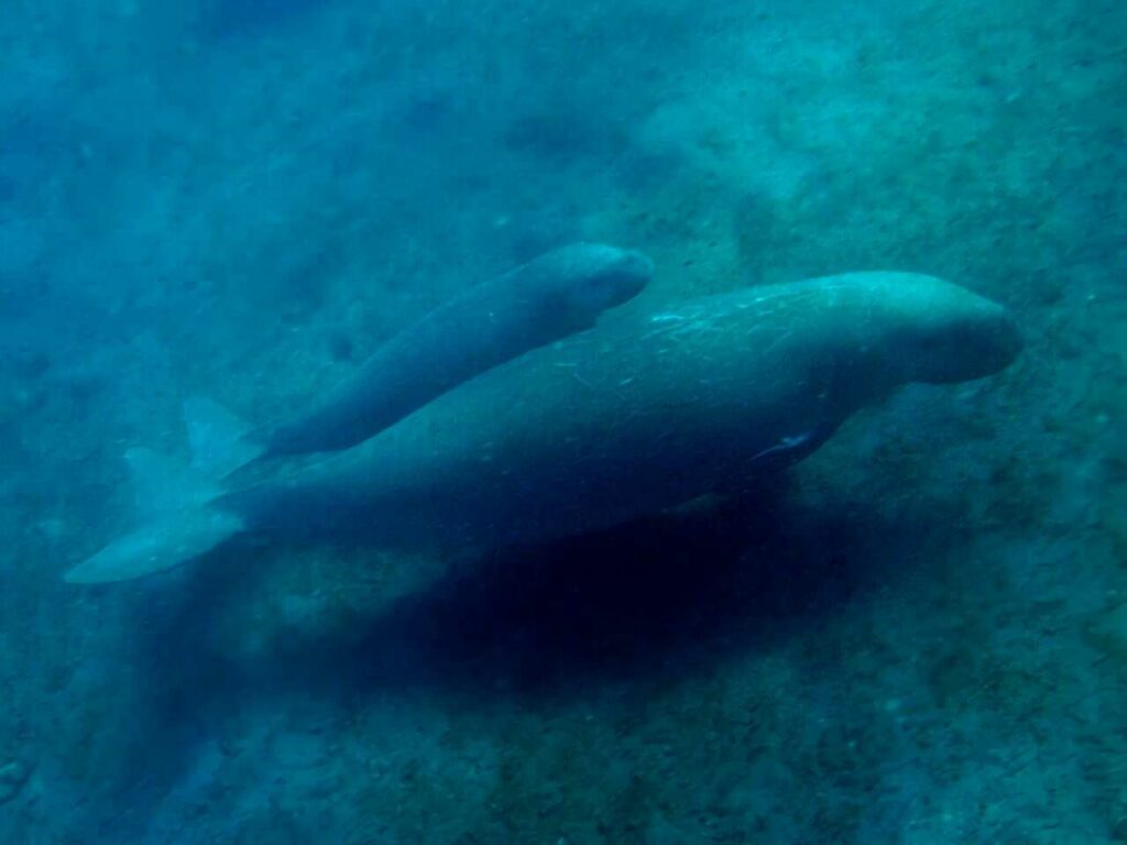 Dugong