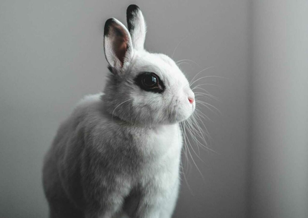 Dwarf Hotot