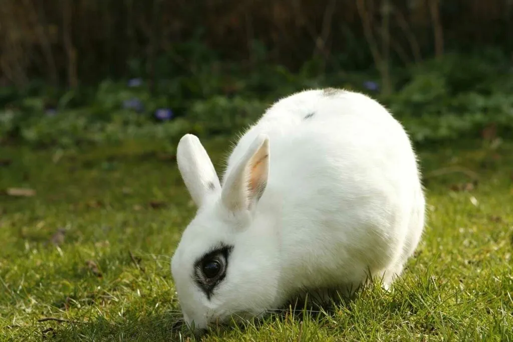 Dwarf Hotot