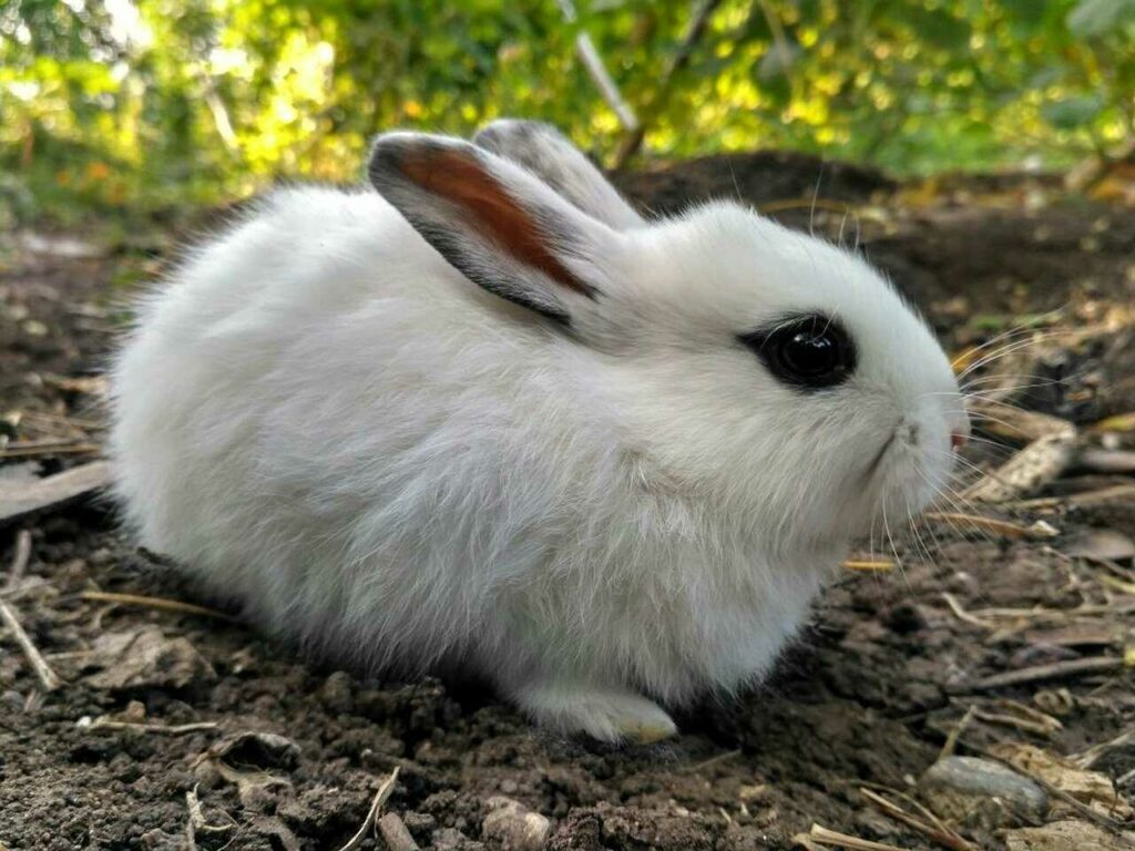 Dwarf Hotot