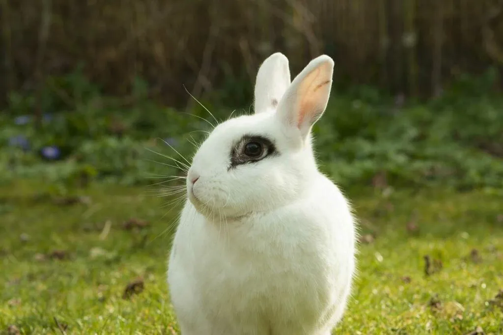 Dwarf Hotot