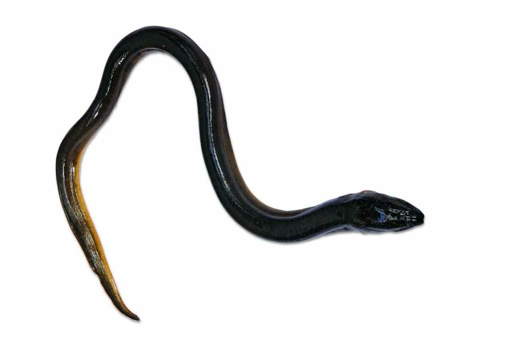 Eel