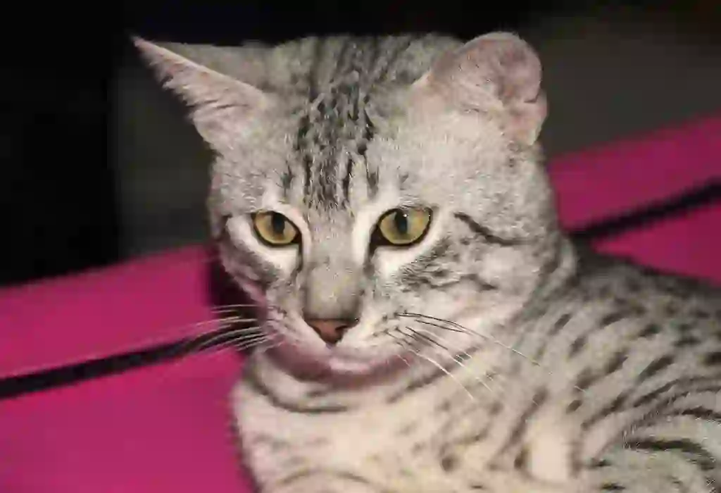 Egyptian Mau