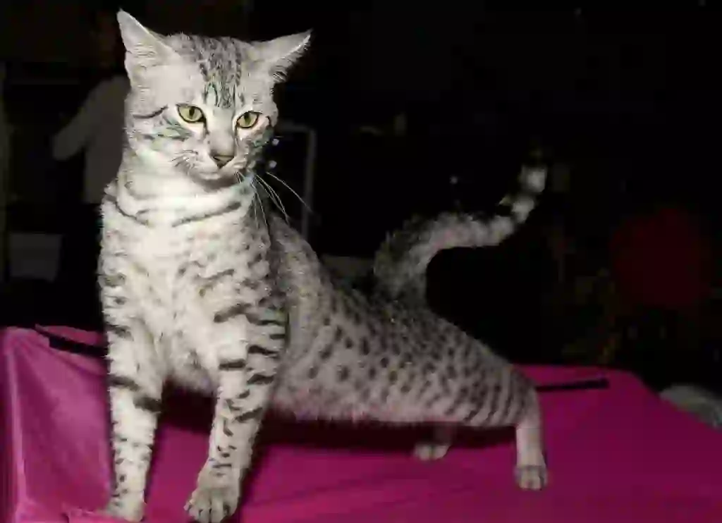 Egyptian Mau