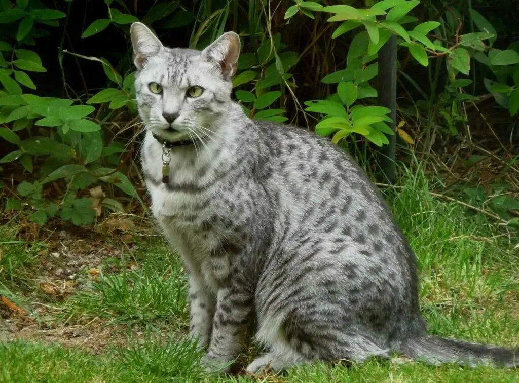 Egyptian Mau