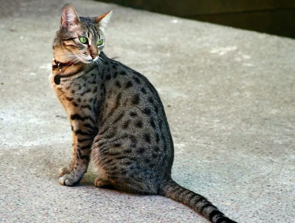 Egyptian Mau