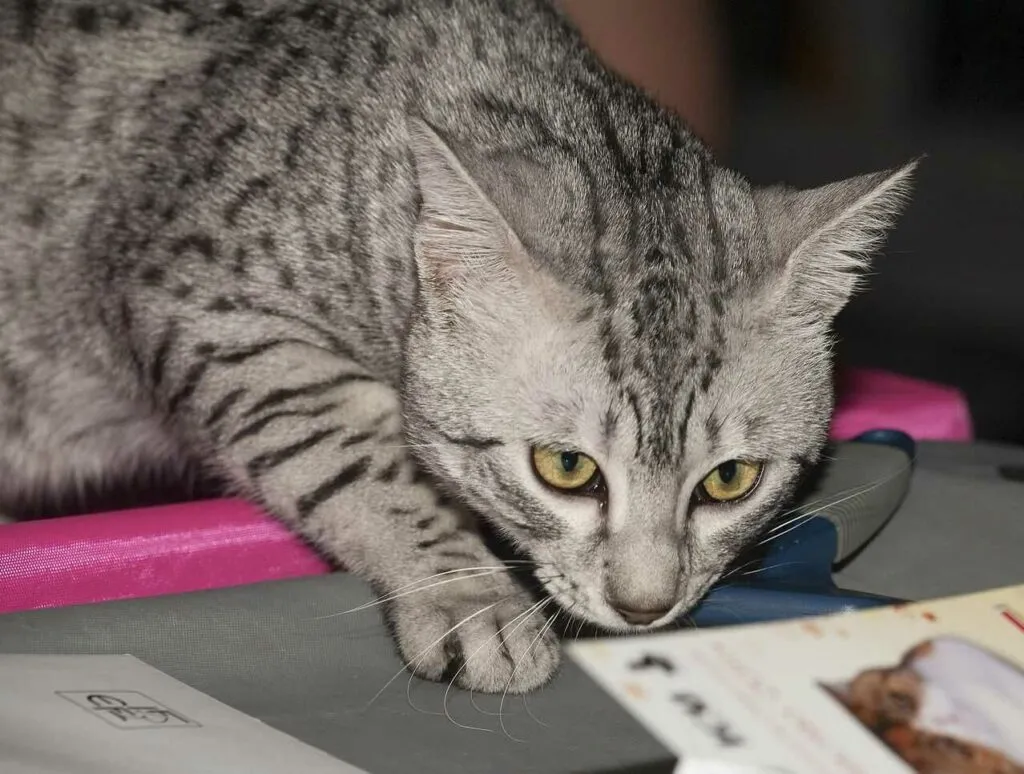 Egyptian Mau