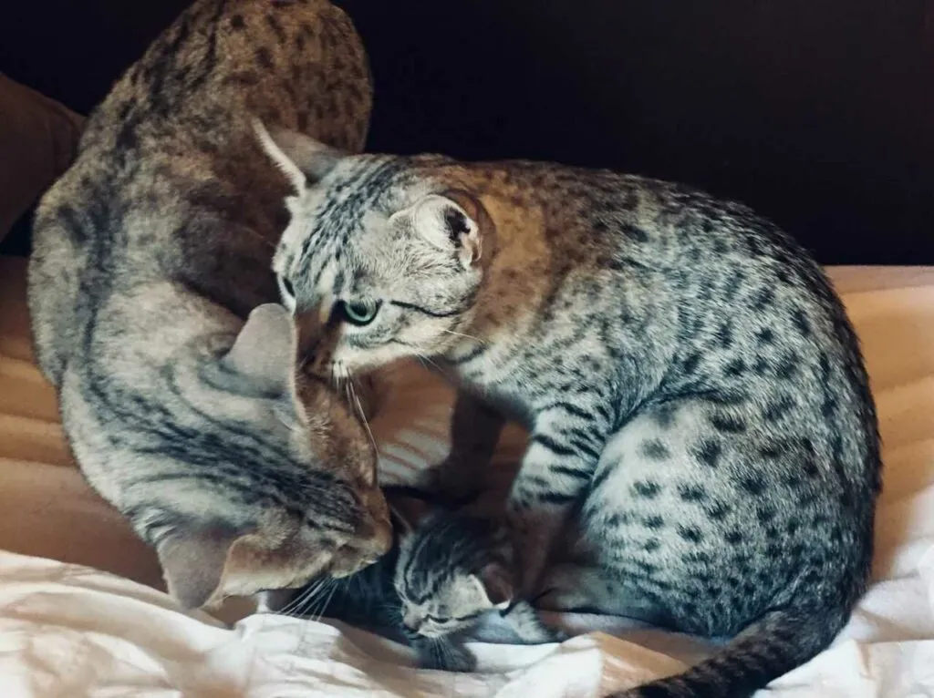 Egyptian Mau