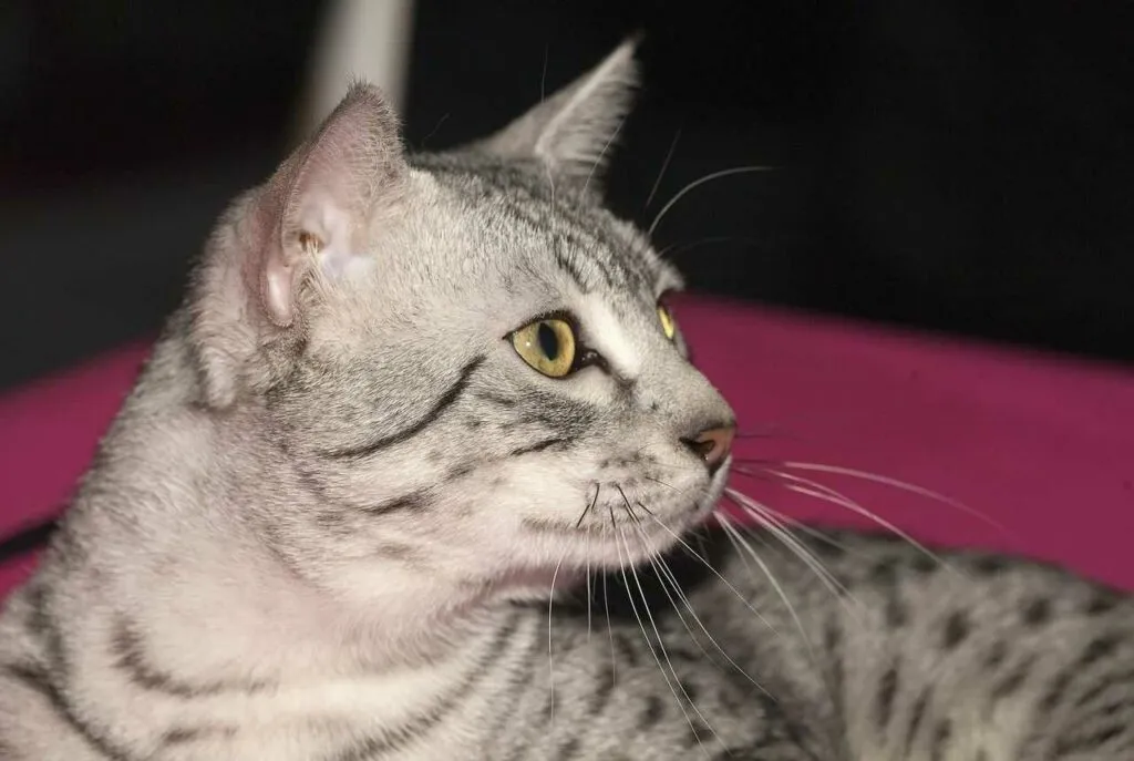 Egyptian Mau