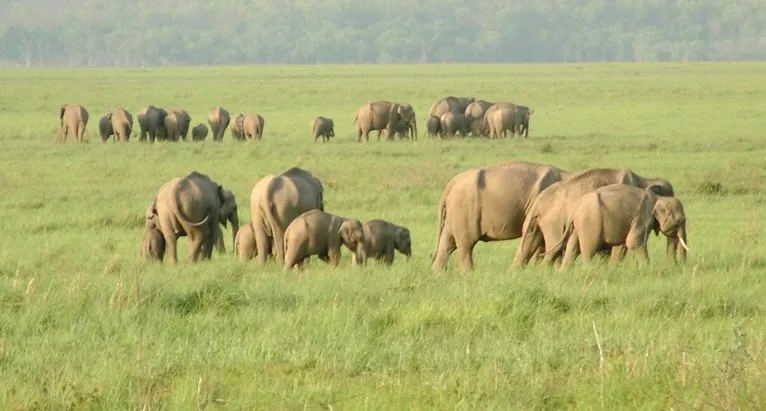 インドゾウ