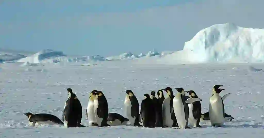 エンペラーペンギン