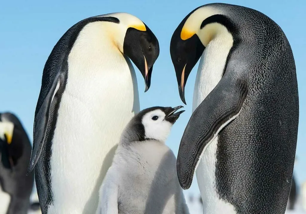 エンペラーペンギン