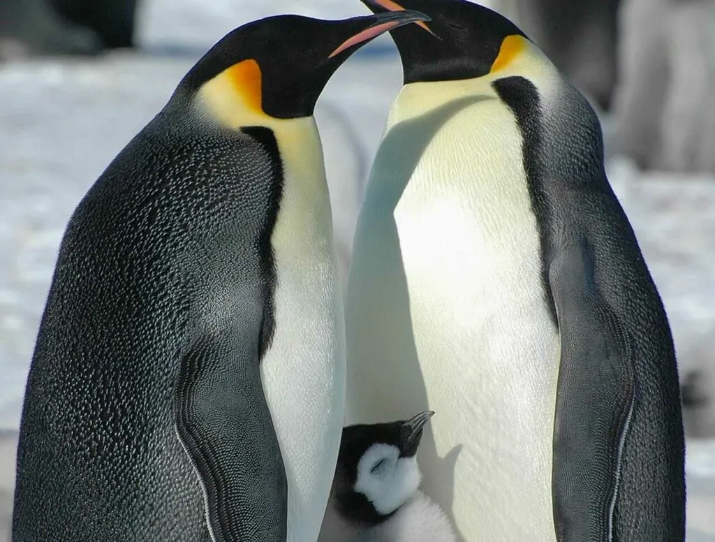 エンペラーペンギン