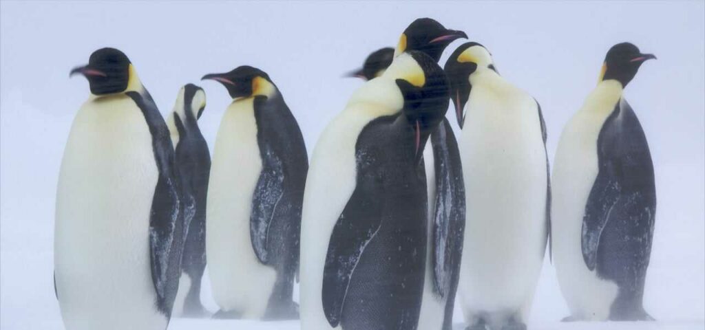 Emperor Penguin