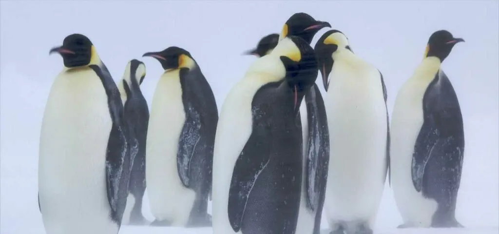 エンペラーペンギン