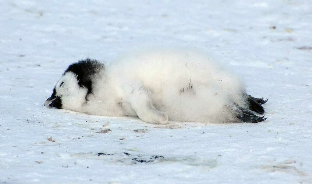 Emperor Penguin