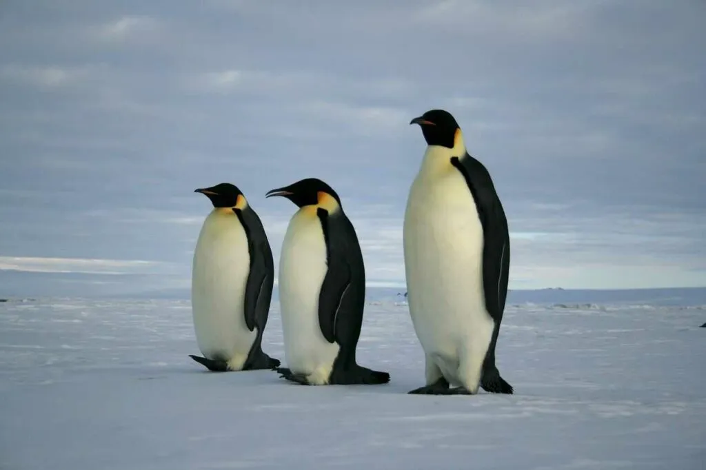 Emperor Penguin