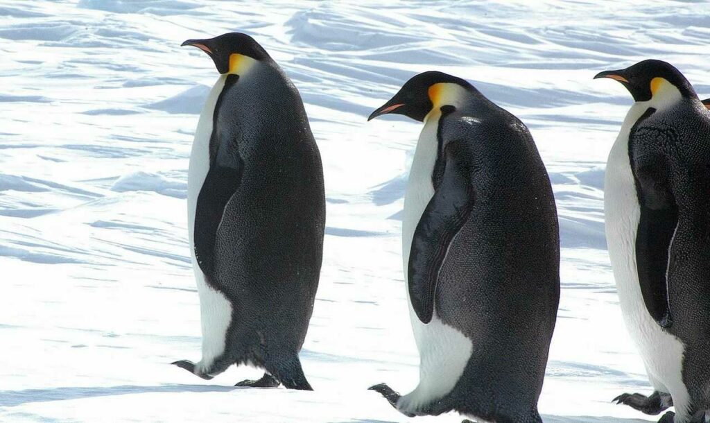 Emperor Penguin