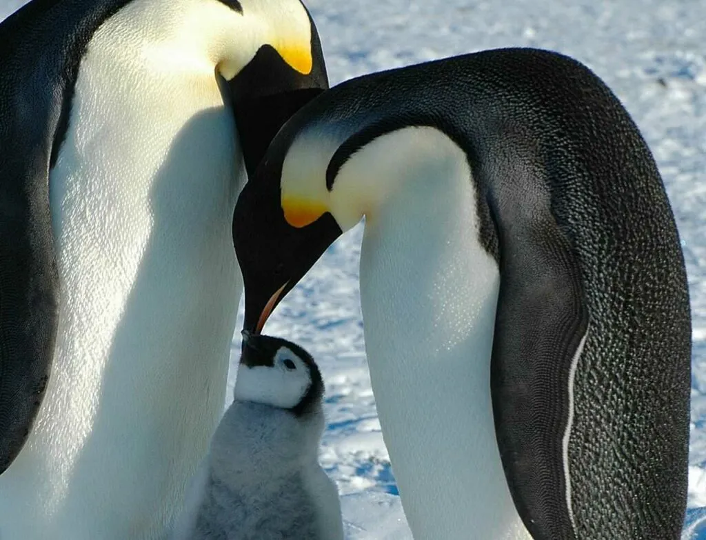 Emperor Penguin