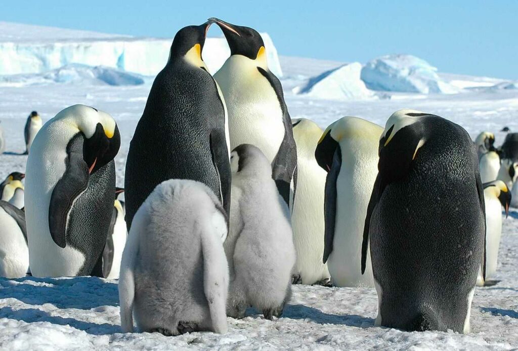 Emperor Penguin