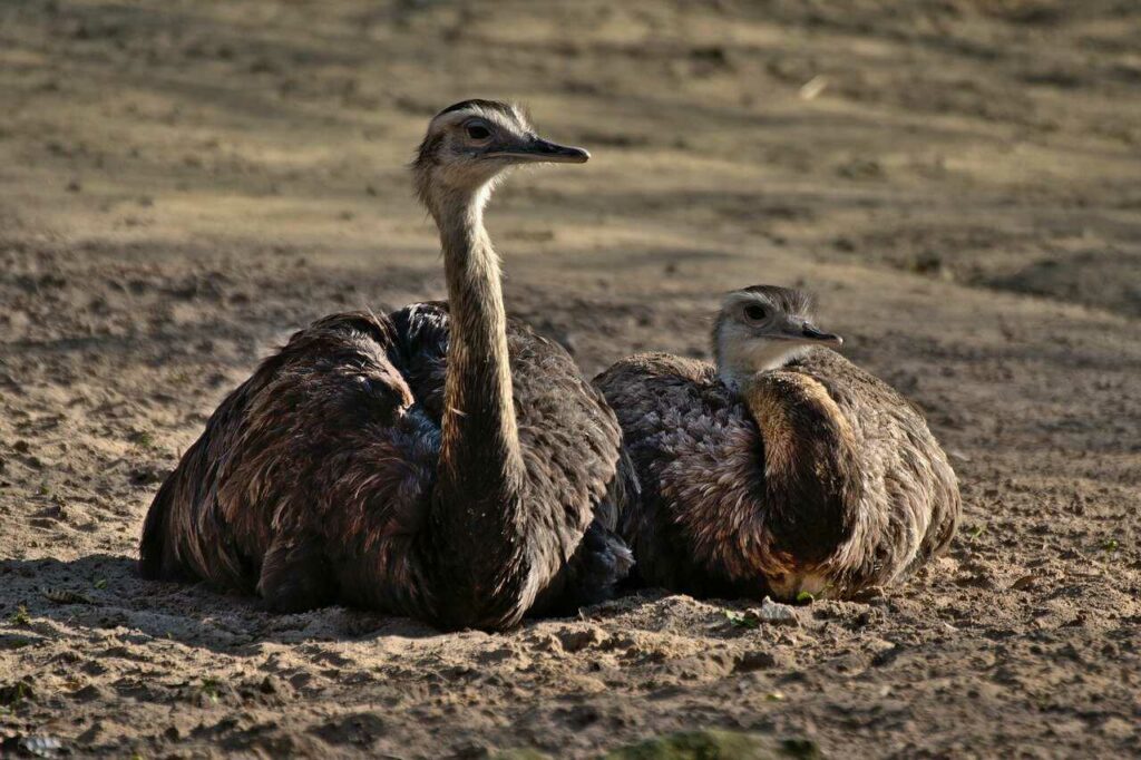 Emu