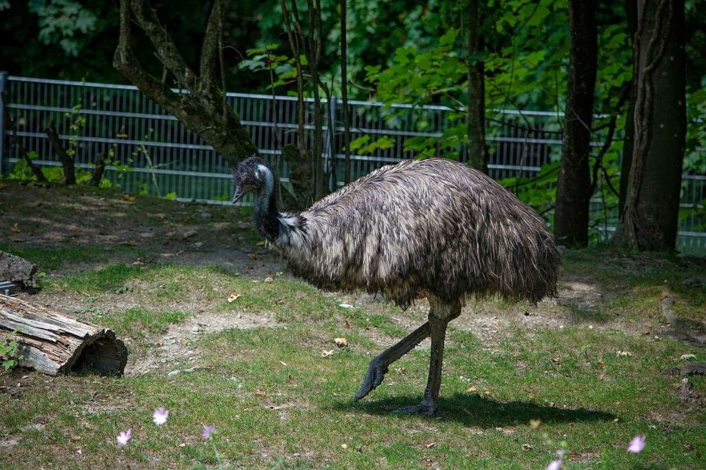 Emu