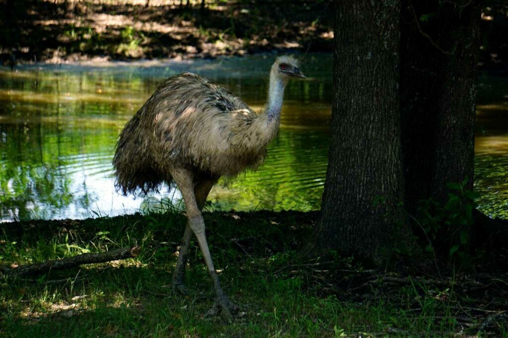 Emu