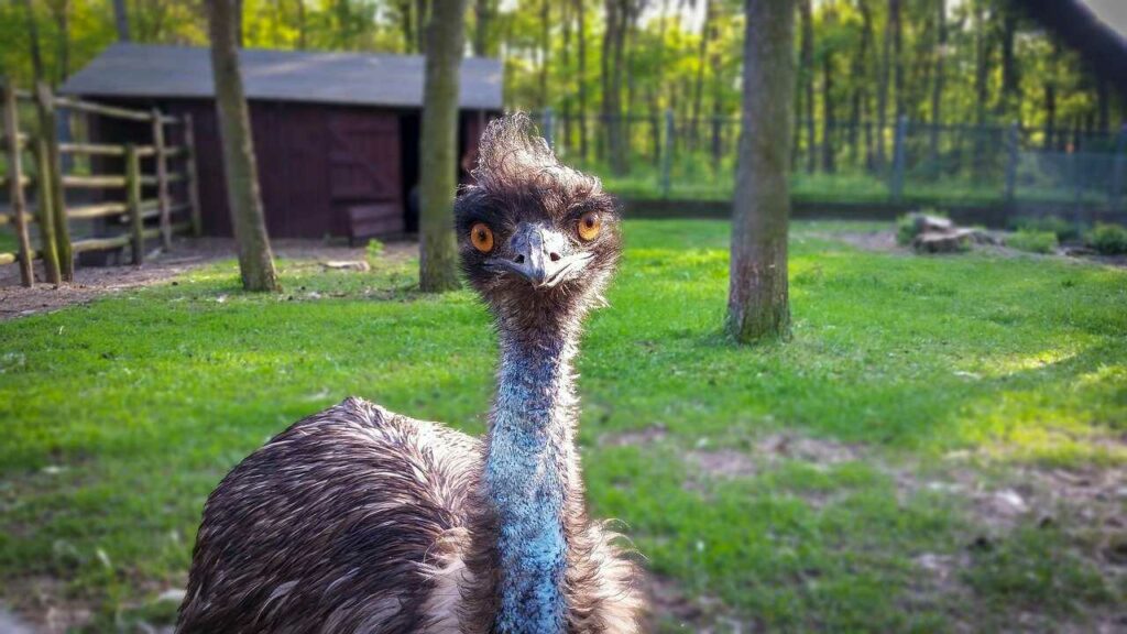 Emu