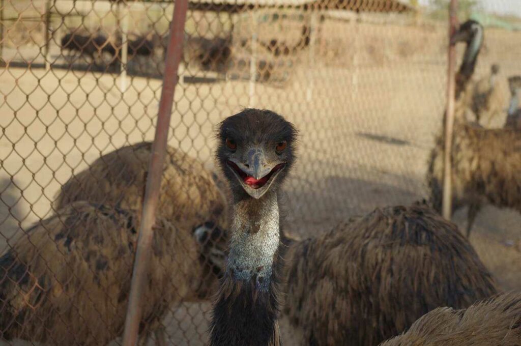 Emu