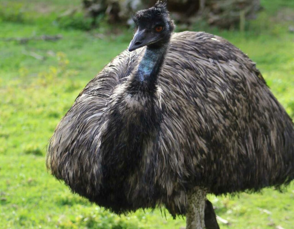 Emu