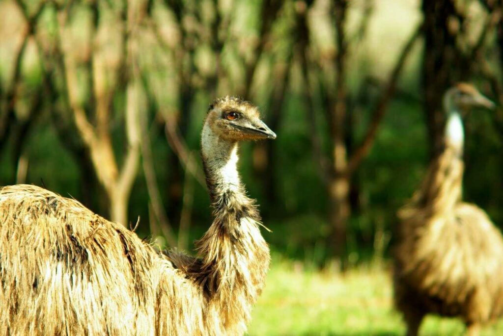 Emu