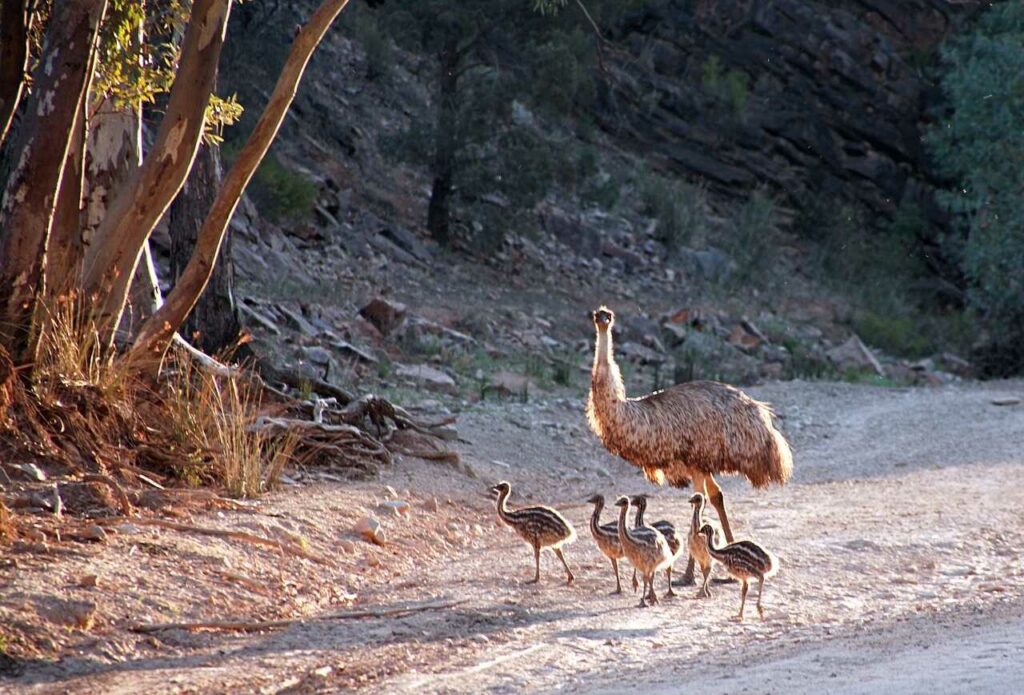 Emu