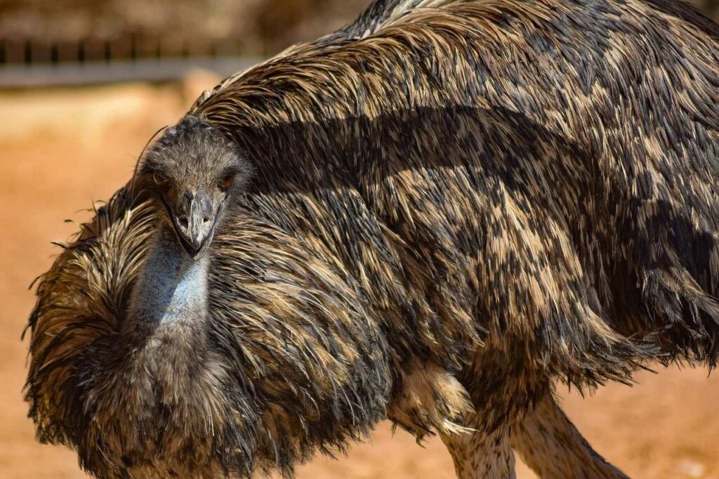 Emu