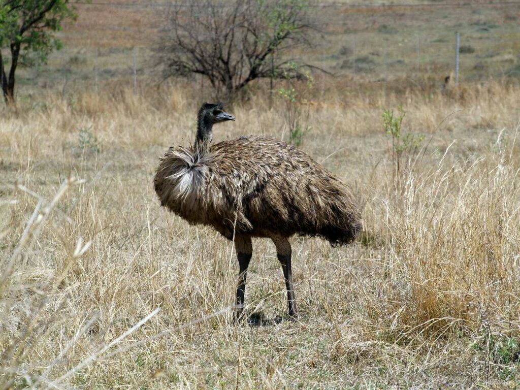 Emu