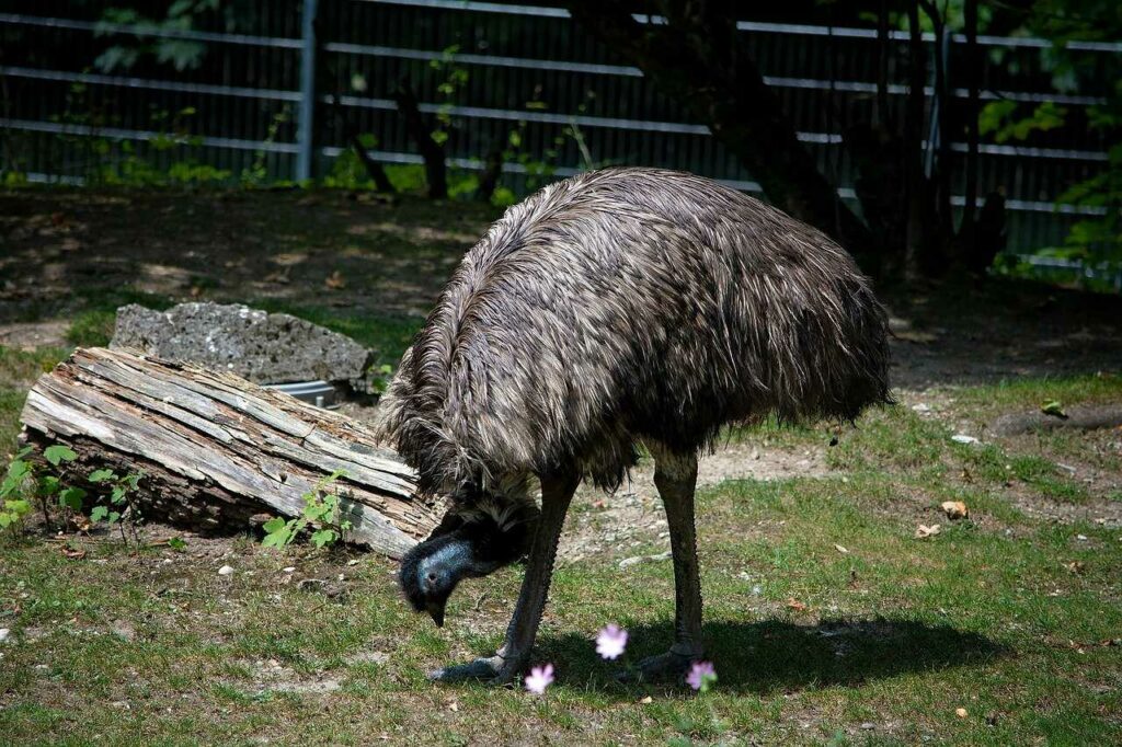 Emu