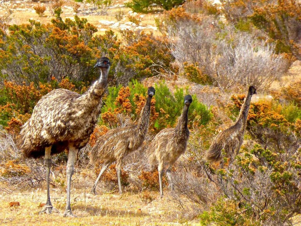 Emu