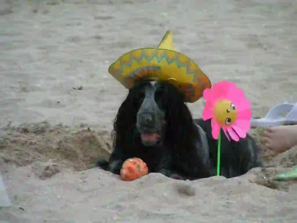 English Cocker Spaniel