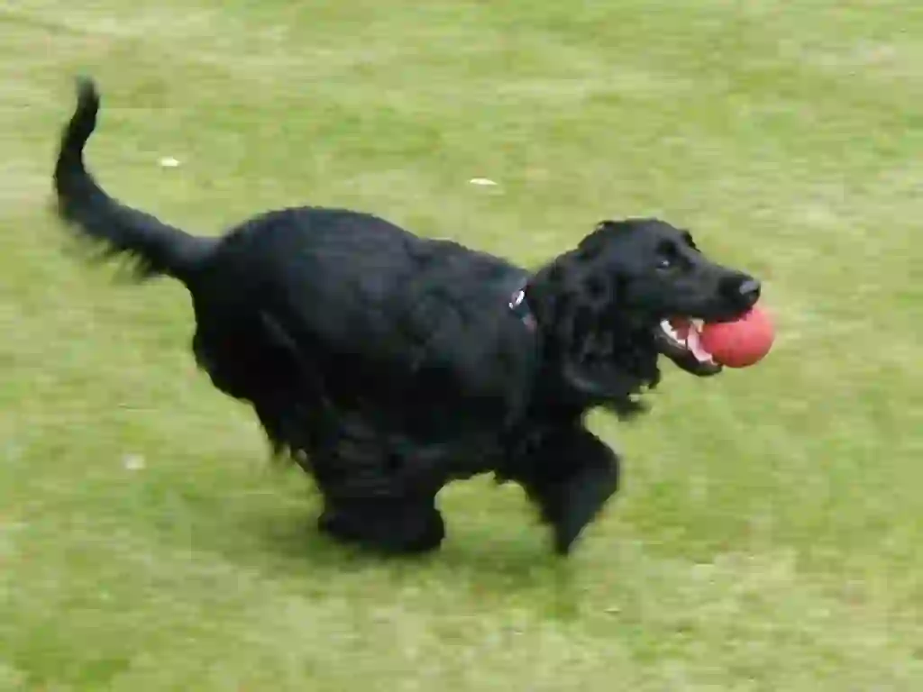 English Cocker Spaniel