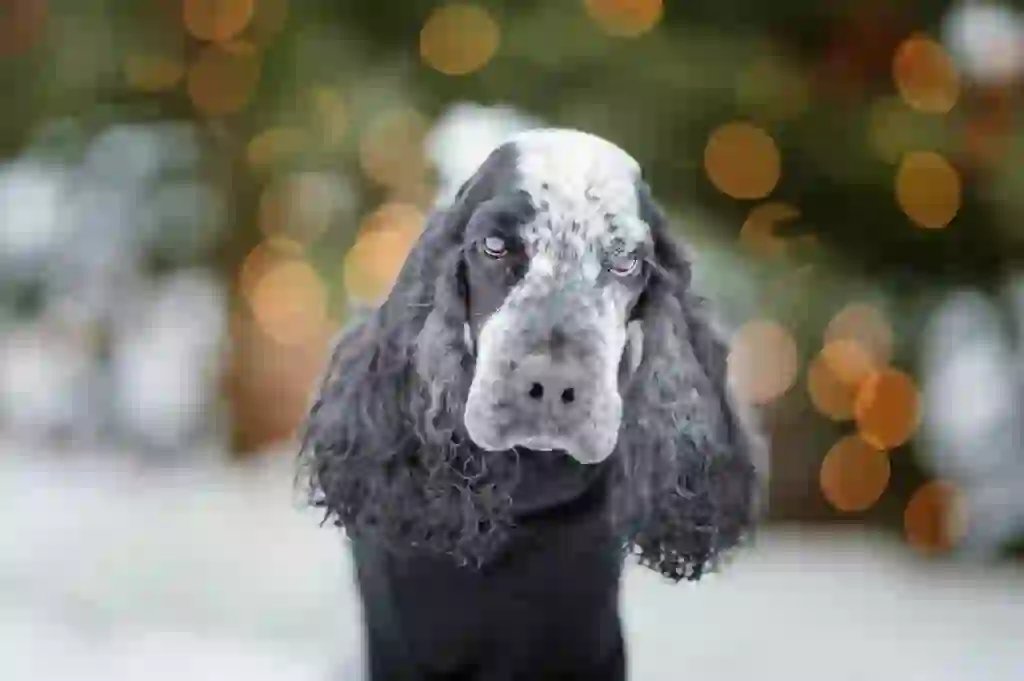 English Cocker Spaniel