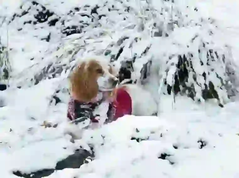 English Cocker Spaniel