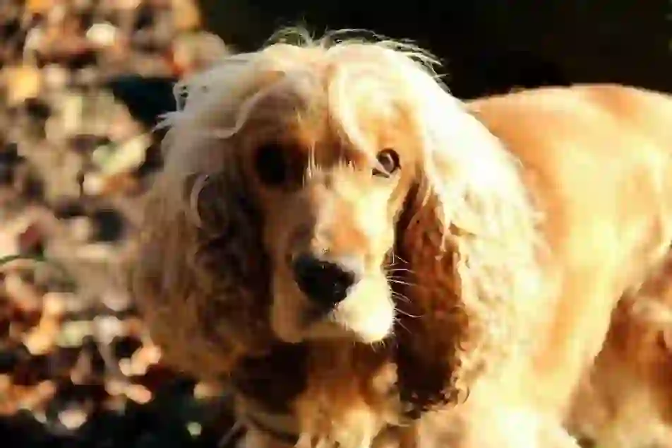 English Cocker Spaniel