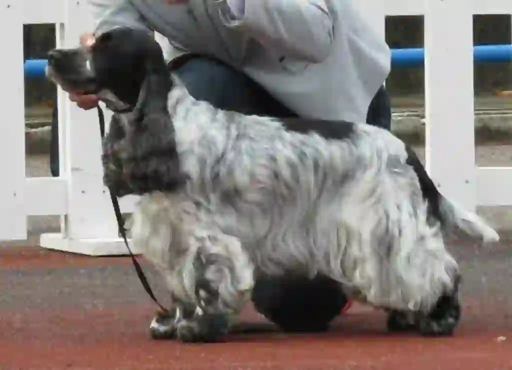 English Cocker Spaniel